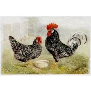 Rooster Kitchen Decor photo - 4